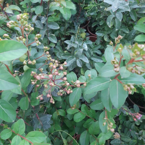 Indická Lagerstroemia (Bez poledne) květináč, 2L