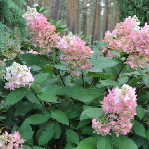 Hortenzie latnatá 'Pink Lady', květináč, 2L