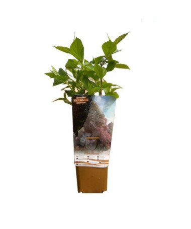 Hortenzie latnatá 'PHANTOM', květináč, 2L