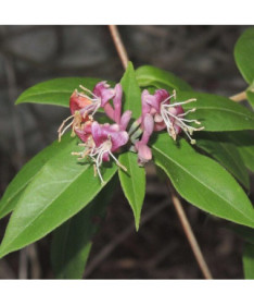 Stálezelený zimolez Henryho, kontejner 4L