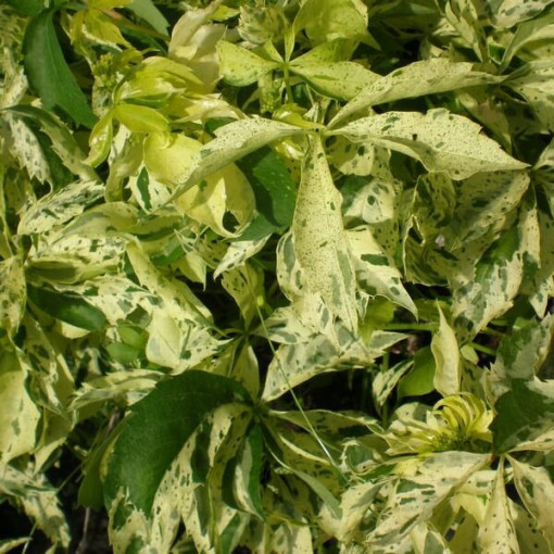 Pnoucí vinná réva Star Showers (pěticípé) květináč, 4L