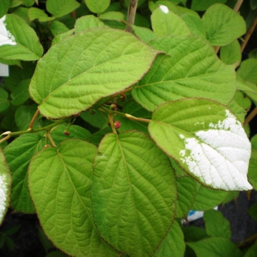 Kiwi Actinidia Opylovač Adam (Pestré listy) MUŽSKÝ, 2L květináč