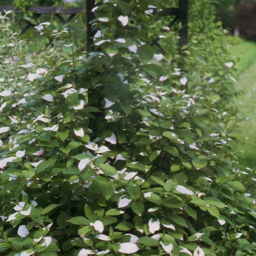 Kiwi Actinidia Opylovač Adam (Pestré listy) MUŽSKÝ, 2L květináč