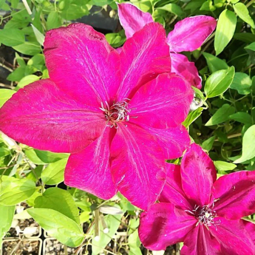 Clematis Stefan Franczak poj. 4 L