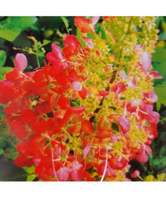 Hortenzie latnatá 'Red Star' kontejner, 2L