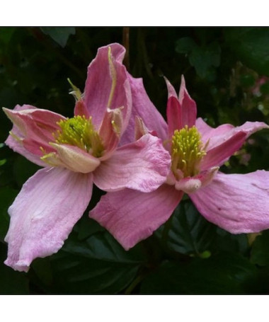 Clematis Montana 'Broughton Star' kontejner, 2L