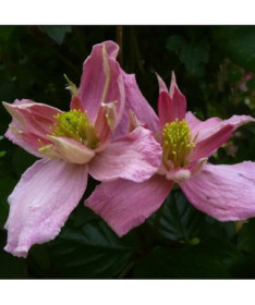 Clematis Montana 'Broughton Star' kontejner, 2L