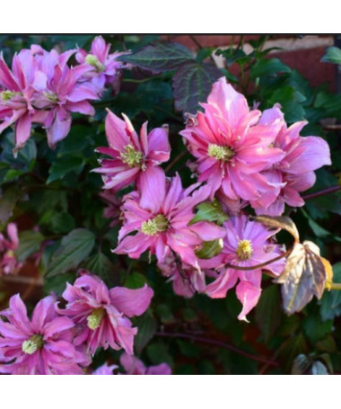 Clematis Montana 'Broughton Star' kontejner, 2L