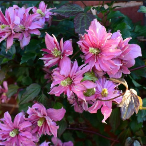 Clematis Montana 'Broughton Star' kontejner, 2L