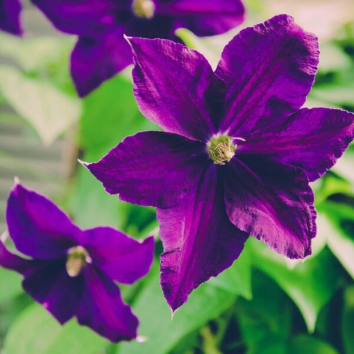 Clematis 'Etoile Violette' kontejner, 2L