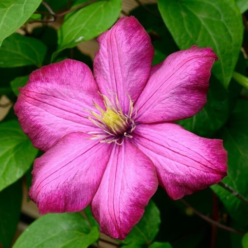 Clematis Ville de Lyon květináč 4L