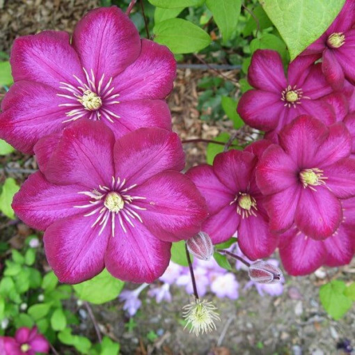 Clematis Ville de Lyon květináč 4L