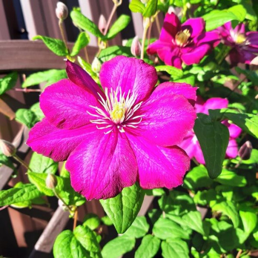 Clematis Ville de Lyon květináč 4L