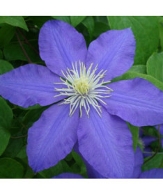 Clematis Lasurstern (velkokvětý) květináč. 4L