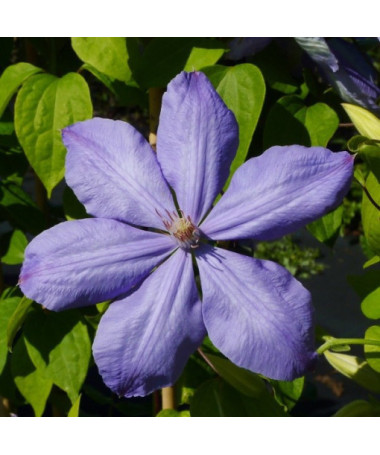 Clematis Mrs Cholmondeley (velkokvětý) 4L kontejner