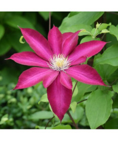 Clematis 'Kakio Pink Champagne' 4L kontejner