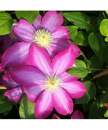 Clematis 'Kakio Pink Champagne' 4L kontejner