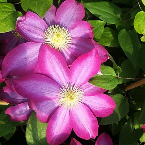 Clematis 'Kakio Pink Champagne' 4L kontejner