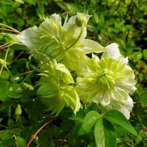 Clematis Alba Plena Plný-Půlplný kontejner. 4L