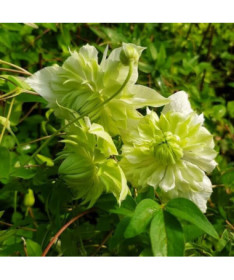 Clematis Alba Plena Plný-Půlplný kontejner. 4L