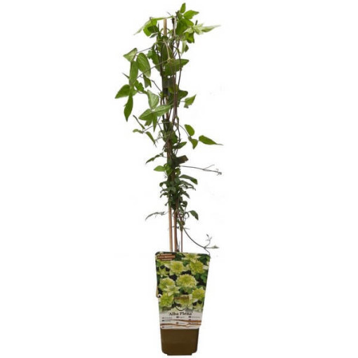 Clematis Alba Plena Plný-Půlplný kontejner. 4L