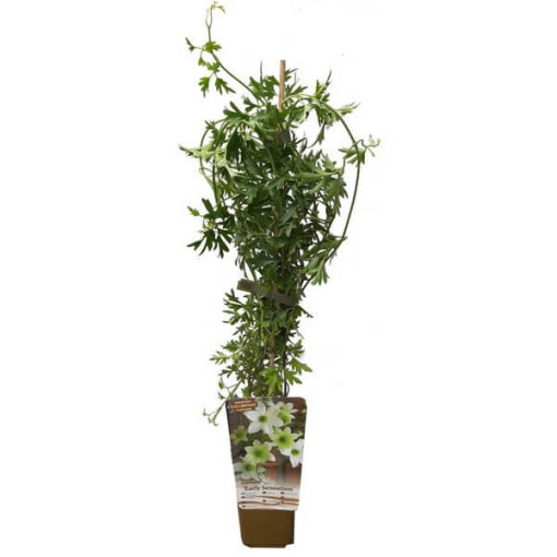 Botanický Clematis Early Sensation kontejner. 4L