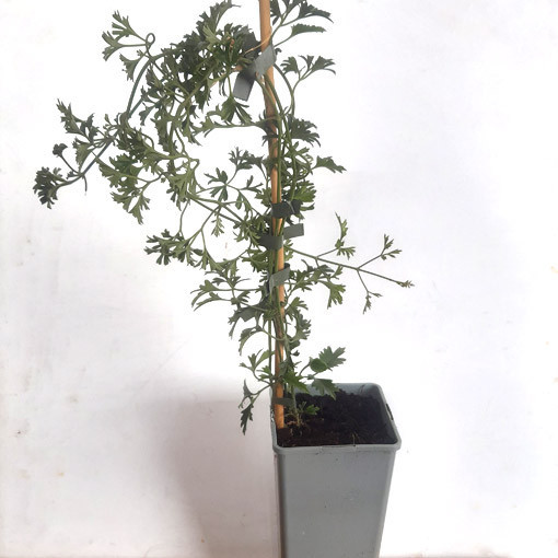 Botanická klematita Early Sensation, 2L nádoba.