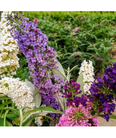 Sada 3 kusů, MIX neoznačených Buddlei P9/C1