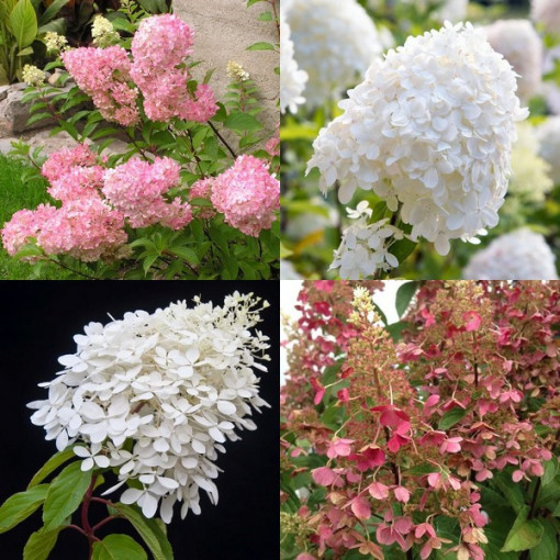 Sada 3 rostlin, MIX hortenzie označené v kontejnerech 2L.