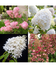 Sada 3 rostlin, MIX hortenzie označené v kontejnerech 2L.