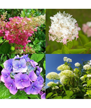 Sada 3 rostlin, MIX hortenzie označené v kontejnerech 2L.