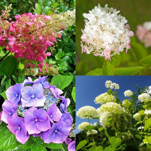 Sada 3 rostlin, MIX hortenzie označené v kontejnerech 2L.