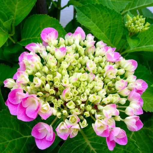 Sada 3 rostlin, MIX hortenzie označené v kontejnerech 2L.