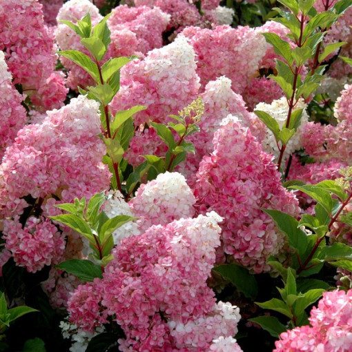 Sada 3 ks, MIX Hortenzie (neoznačené) v P9/C1