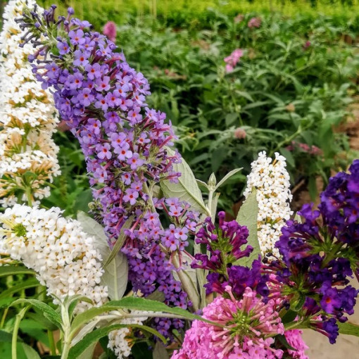 Sada 3 ks, MIX neoznačených Buddlei 2L