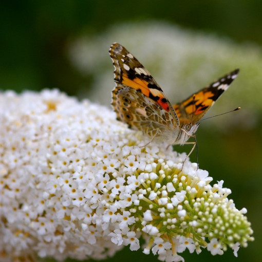 Sada 3 ks, MIX neoznačených Buddlei 2L
