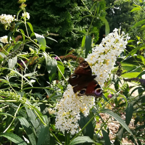 Sada 3 ks, MIX neoznačených Buddlei 2L