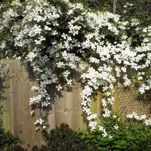 Plamének horský Montana Grandiflora květináč, 4L