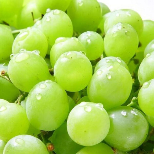 Réva Solaris, nádoba 2L