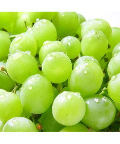 Réva Solaris, nádoba 2L