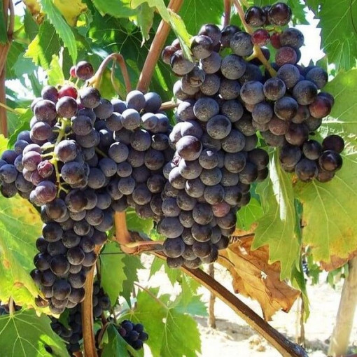 Réva Boskoop Glory 2L