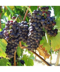 Réva Boskoop Glory 2L