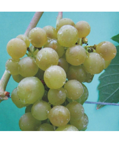 Réva Jutrzenka 2L kontejner