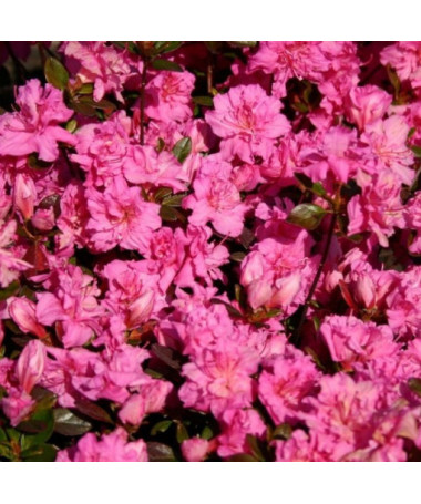 Rhododendron (Azalka) 'Petticoat' P9/C1