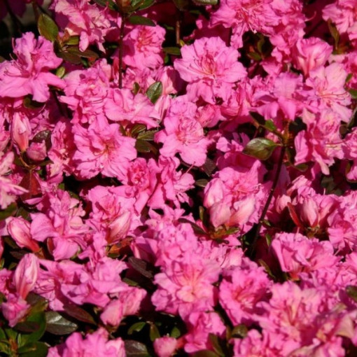 Rhododendron (Azalka) 'Petticoat' P9/C1