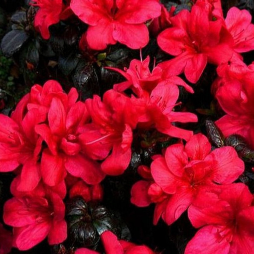 Rhododendron (Azalka) Fridoline P9/C1