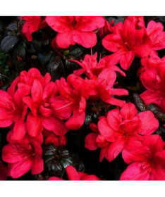 Rhododendron (Azalka) Fridoline P9/C1