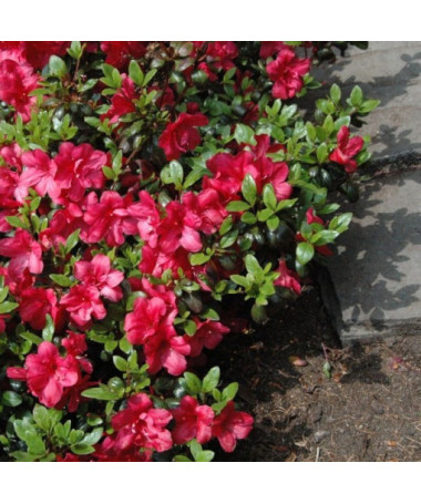 Rhododendron (Azalka) Fridoline P9/C1