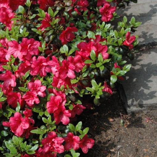Rhododendron (Azalka) Fridoline P9/C1