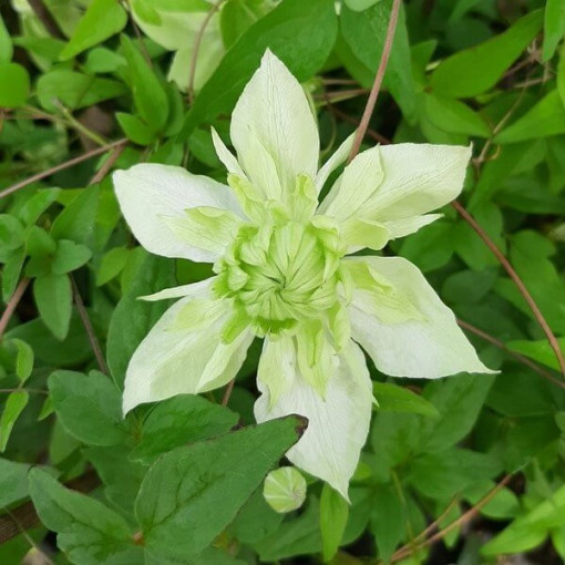Clematis Alba Plena Plný-Polo plný P9/C1